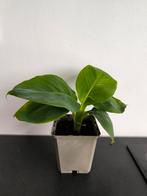 bananenplant, Ophalen, Minder dan 100 cm