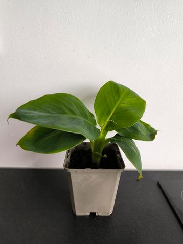 bananenplant beschikbaar voor biedingen