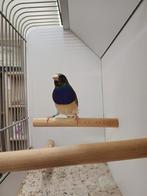 Blauwe gould man., Dieren en Toebehoren, Mannelijk