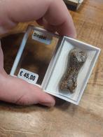 Gepolijst versteend dinosaurus bot, Verzamelen, Mineralen en Fossielen, Ophalen of Verzenden