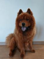 Chow chow dekreu, Reu, 1 tot 2 jaar, Eén hond, Nederland