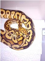 Ball python koningspython hurricane spotnose clown, Slang, 0 tot 2 jaar