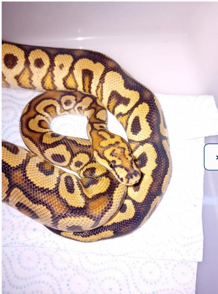 Ball python koningspython hurricane spotnose clown
