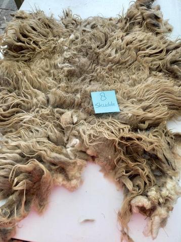 nr 8 Geschoren vacht van een skudde  beschikbaar voor biedingen