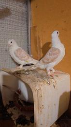 Duiven te koop, Dieren en Toebehoren, Vogels | Duiven, Meerdere dieren, Overige soorten