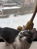 Blauwe rus mix, Ophalen of Verzenden, Zo goed als nieuw