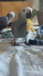 Jonge Congo Grijze Roodstaart papegaaien., Dieren en Toebehoren, Vogels | Parkieten en Papegaaien, Meerdere dieren, Papegaai, Geringd