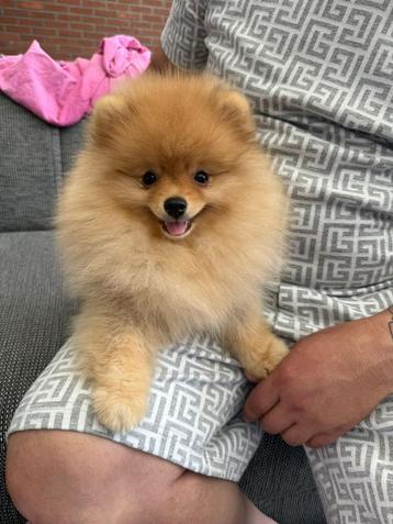 Pomeranian pup pomeriaan pup puppy raszuiver beschikbaar voor biedingen