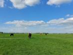 Rusthuis/pensioenstal plek v. 2 ruinen!!, Dieren en Toebehoren, Stalling en Weidegang, Weidegang, 2 of 3 paarden of pony's