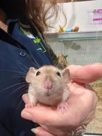Ratjes jong super lief en super tam., Dieren en Toebehoren, Knaagdieren, Rat, December, Meerdere dieren, Tam