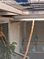 Div halsband parkieten mooie kleuren bleekstaart, Dieren en Toebehoren, Meerdere dieren, Parkiet