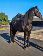 Fries paard, friese hengst, Dressuurpaard, Hengst, 3 tot 6 jaar, Ontwormd