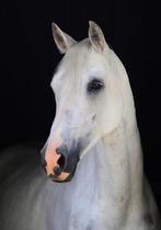 Goud eerlijke pony, Dieren en Toebehoren, Pony's, Springpony, L, 11 jaar of ouder, Merrie
