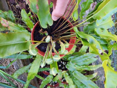 Tongvaren winterharde wintergroene schaduw plant, Tuin en Terras, Planten | Tuinplanten, Vaste plant, Bodembedekkers, Halfschaduw