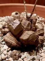 Dioscorea elephantipes with new sprout, caudex, succulent, Huis en Inrichting, Kamerplanten, Verzenden, In pot, Halfschaduw, Minder dan 100 cm