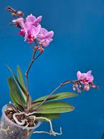 Orchidee Phalaenopsis Kleinbloemig Special (5), Ophalen of Verzenden, Halfschaduw, Minder dan 100 cm