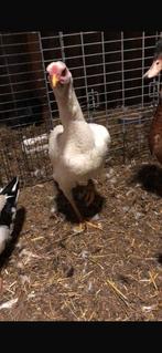 shamo 2 dames, Dieren en Toebehoren, Pluimvee, Vrouwelijk, Kip