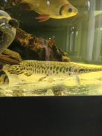 Alligator gar 40cm, Dieren en Toebehoren, Vissen | Aquariumvissen, Vis