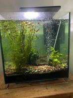 Aquarium 50 liter plus visjes, Dieren en Toebehoren, Vissen | Aquaria en Toebehoren, Ophalen of Verzenden, Gevuld zoetwateraquarium