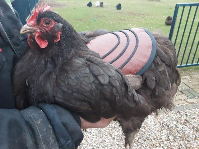 Bredere kippenzadel voor kaal getreden hennen / kippen, Dieren en Toebehoren, Pluimvee, Kip, Vrouwelijk