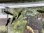 Phyrrhura Emma Venezuelaparkiet, Dieren en Toebehoren, Vogels | Parkieten en Papegaaien, Meerdere dieren, Parkiet, Geringd