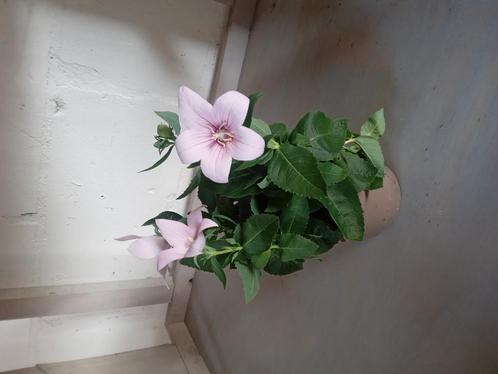 Actie platyodon, Tuin en Terras, Planten | Tuinplanten, Volle zon, Zomer, Ophalen of Verzenden