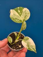 Monstera Thai Constellation p6 (4), Ophalen of Verzenden, Halfschaduw, Minder dan 100 cm
