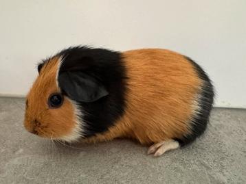 Lief zeugje Nova beschikbaar voor biedingen