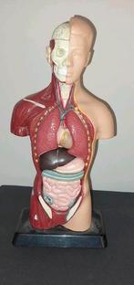 Torso anatomie, Ophalen of Verzenden