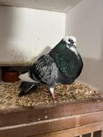 Veleno kropper, Mannelijk, Kropper