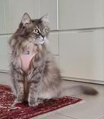 Katten tuigje roze, Dieren en Toebehoren, Katten-accessoires, Ophalen of Verzenden, Nieuw