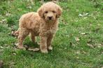 Medium Goldendoodle pups, Poedel, Parvo, Nederland, 8 tot 15 weken