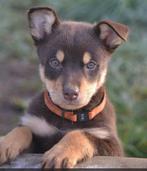 Gezocht, Kelpie/ Australian herder pup vaccin vrij, Dieren en Toebehoren, Honden | Niet-rashonden, 8 tot 15 weken, Geslacht onbekend