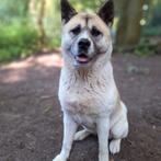 American Akita Belle, Dieren en Toebehoren, Honden | Poolhonden, Keeshonden en Oertypen, Teef, Poolhond, Eén hond, 3 tot 5 jaar