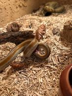 1.0 Rosy boa, driestreepboa, lichanura, Dieren en Toebehoren, Slang, 3 tot 6 jaar