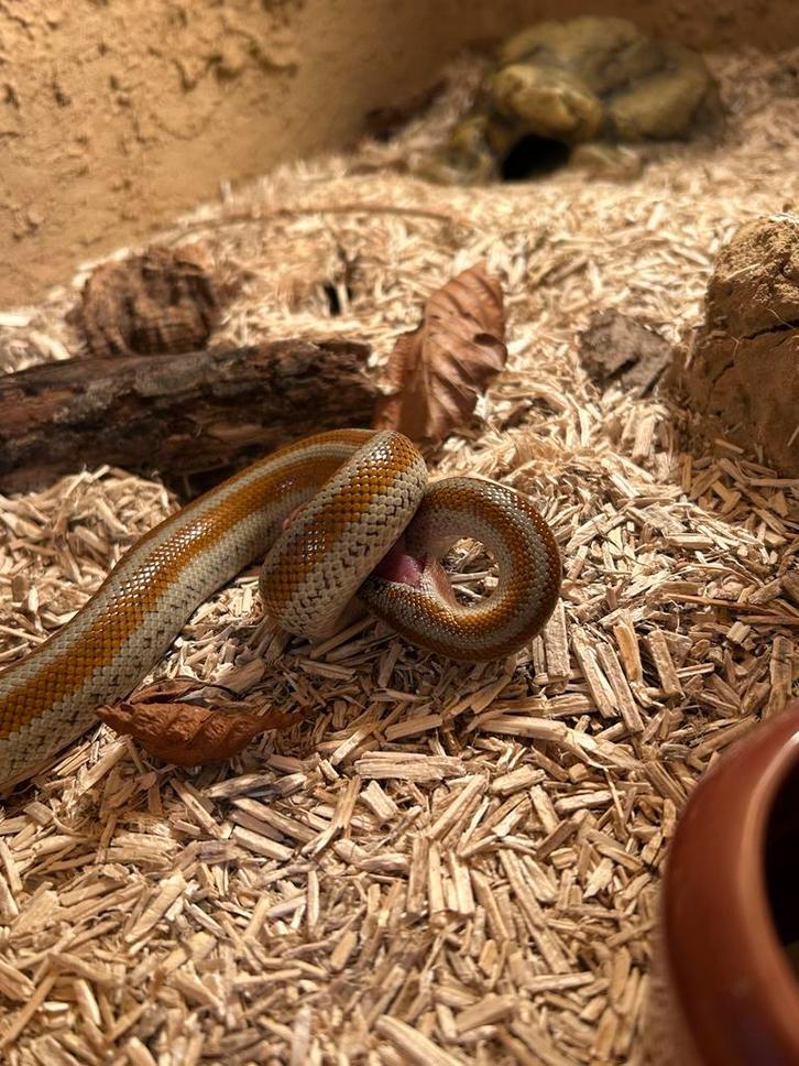 1.0 Rosy boa, driestreepboa, lichanura