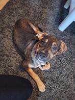 LIEVE Bo, 15 weken tot 1 jaar, Overige rassen, Teef, Eén hond