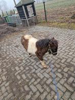 Drachtige shetlanders met hengst veulens, Merrie, A pony (tot 1.17m), 0 tot 2 jaar