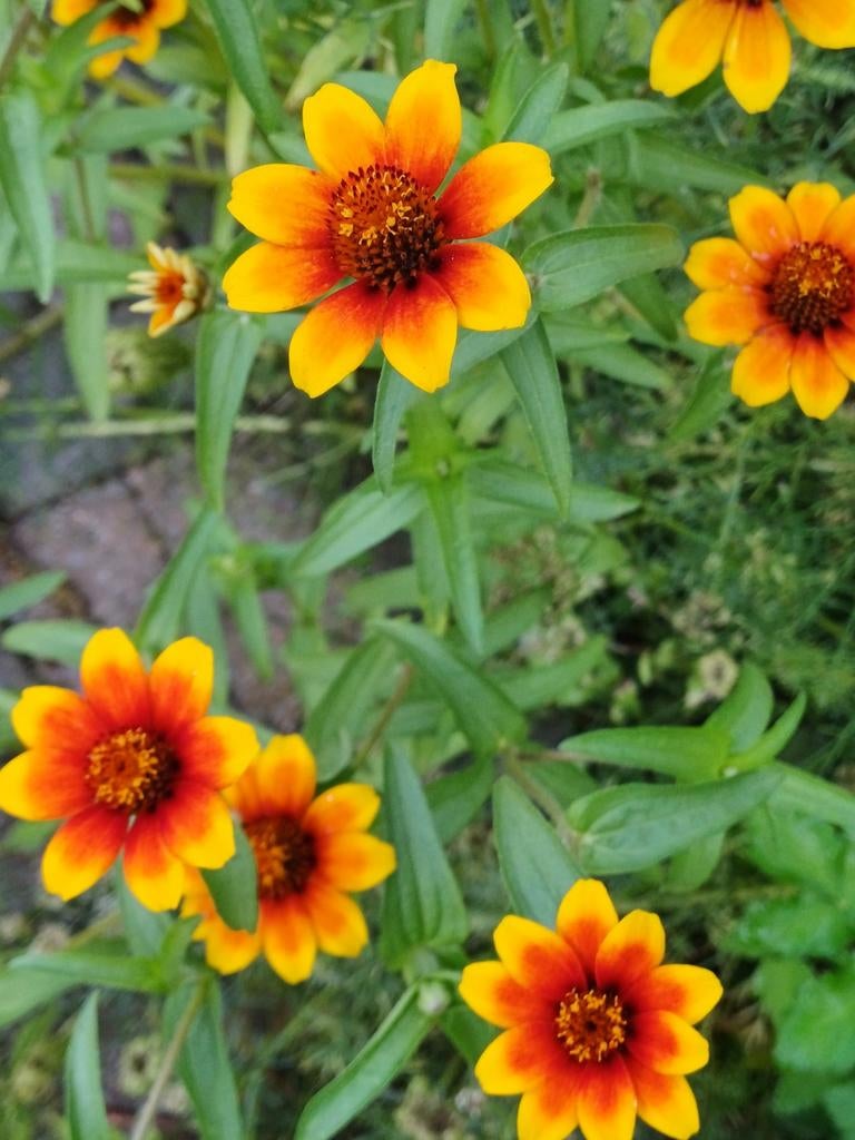 Zinnia Sombrero, Ophalen of Verzenden, Volle zon, Zaad