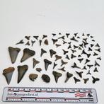 Lot haaientanden Hoevenen ~70 stuks, Ophalen of Verzenden, Fossiel