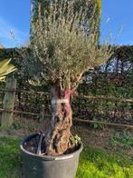 Mooie dikke olijfboom, een pareltje in uw tuin/olea europaea, Overige soorten, Lente, 100 tot 250 cm, Ophalen