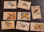 Vogelkaarten P. Sluis, Ophalen of Verzenden, Ongelopen