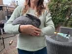 Superlief knuffelkonijn (mei'25) Marburger Feh (zuiver), Dieren en Toebehoren, Konijnen, Mannelijk, Dwerg