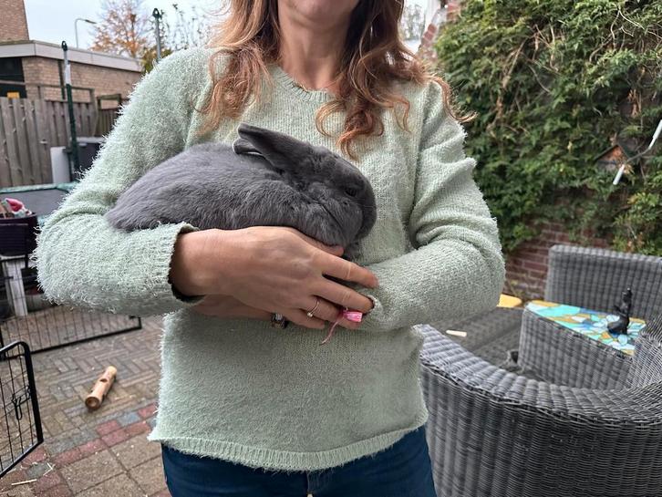 Superlief knuffelkonijn (mei'25) Marburger Feh (zuiver), Dieren en Toebehoren, Konijnen, Dwerg, Mannelijk