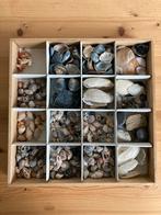 Leuke schelpenverzameling, Verzamelen, Mineralen en Fossielen, Ophalen of Verzenden, Mineraal