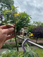 tomaten Belak, Ophalen
