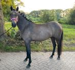 Te koop 3 jarige D pony, Merrie, Dressuurpony, 3 tot 6 jaar, Onbeleerd