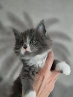 Mooie maine coon kittens met stamboom, Meerdere dieren, Gechipt