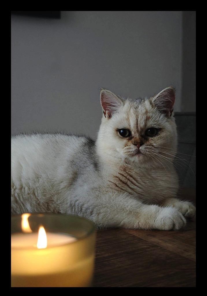 Britse korthaar, Dieren en Toebehoren, Katten en Kittens | Raskatten | Korthaar, Kater, 0 tot 2 jaar, Met stamboom, Gechipt, Ontwormd