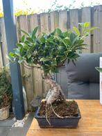 Bonsai ficus S-vorm, Ophalen of Verzenden, Ficus, Halfschaduw, Minder dan 100 cm